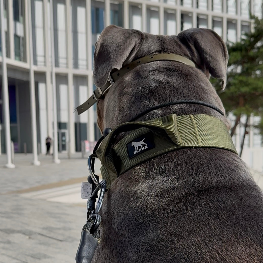 5cm Tactical Collar with Handle - Magenta