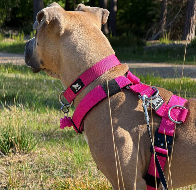 The Truth About "No-Pull" Harnesses