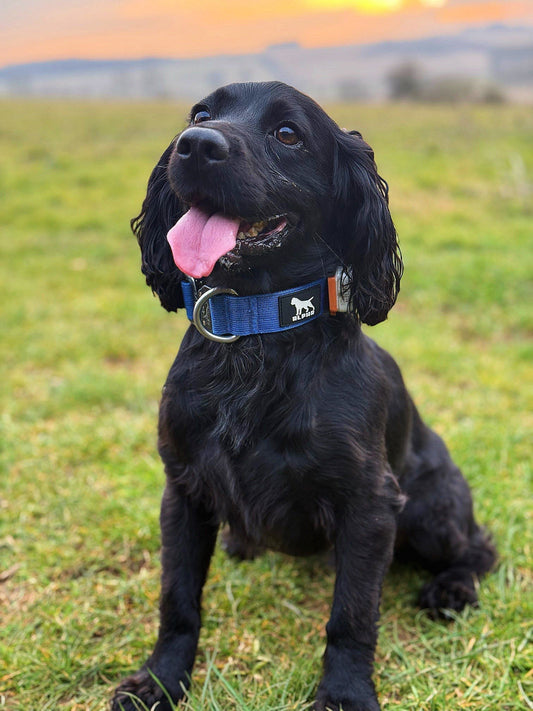 From Puppy to Pro: Building Good Leash Habits Early