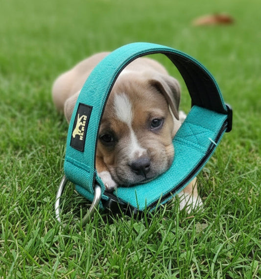From Puppy to Pro: Building Good Leash Habits Early