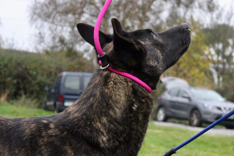 Slip Leads - The Trainers Choice