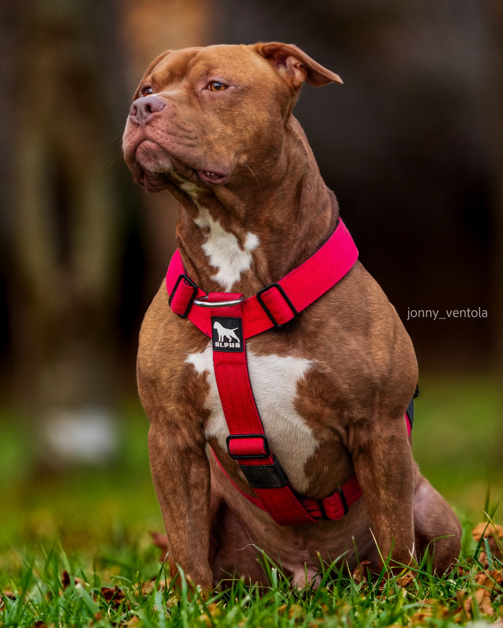 AlphaCanineGear Tactical Dog Harness Yellow - Main Image