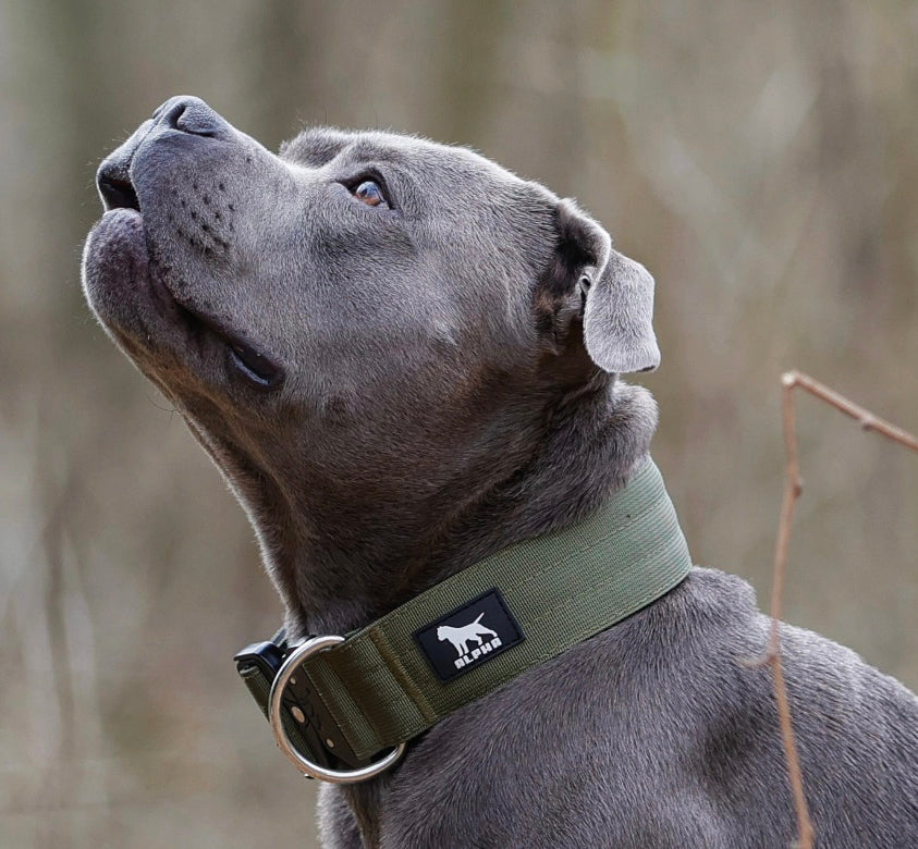 5cm Tactical Collar - Cyan
